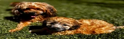Maltipoo honden te koop: Maltipoo pup  - Advertentie 18