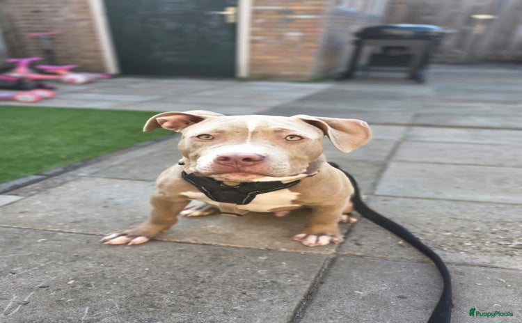 Amerikaanse Bully honden - Advertentie 2