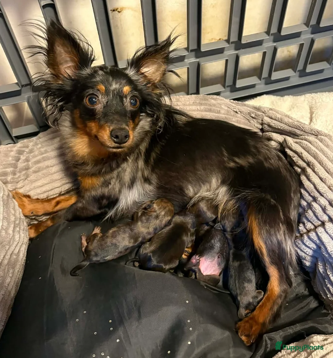 Praagse Rattler honden te koop: Prachtige mini Praagse rattlers  in Echt - Advertentie 2