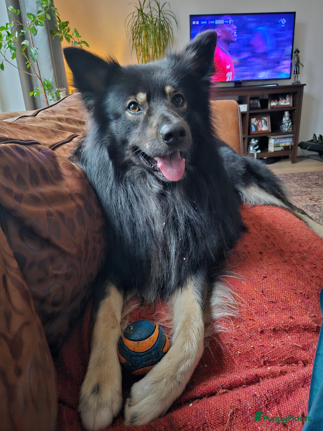 Kruising honden ter dekking: Unieke Dekreu aangeboden in Almelo - Afbeelding 1