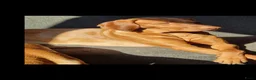 Vizsla korthaar honden te koop: Vizsla puppy’s - Advertentie 8