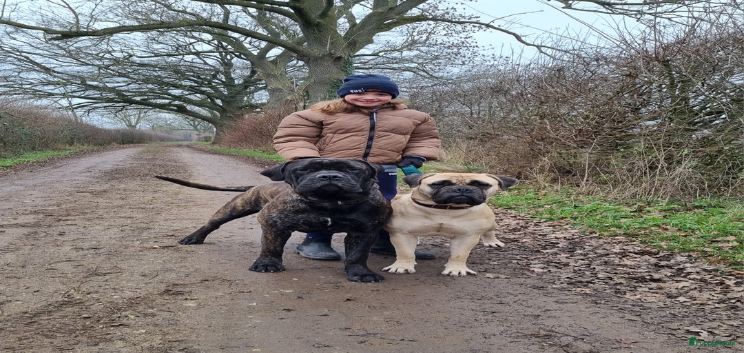 Galerij afbeelding {{count}}