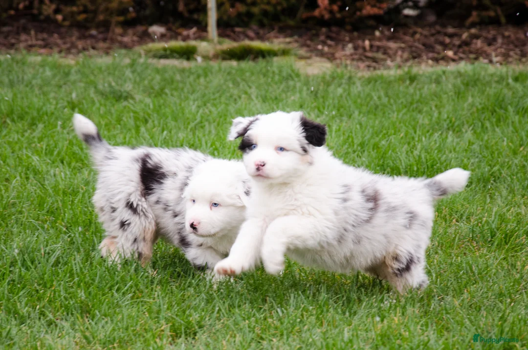 Australian Shepherd honden te koop: Australische herder pups geboren op boerderij (BE) - Advertentie 7