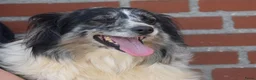 Australian Shepherd honden te koop: Knappe Miniature American Shepherd (MAS) pups - Advertentie 29