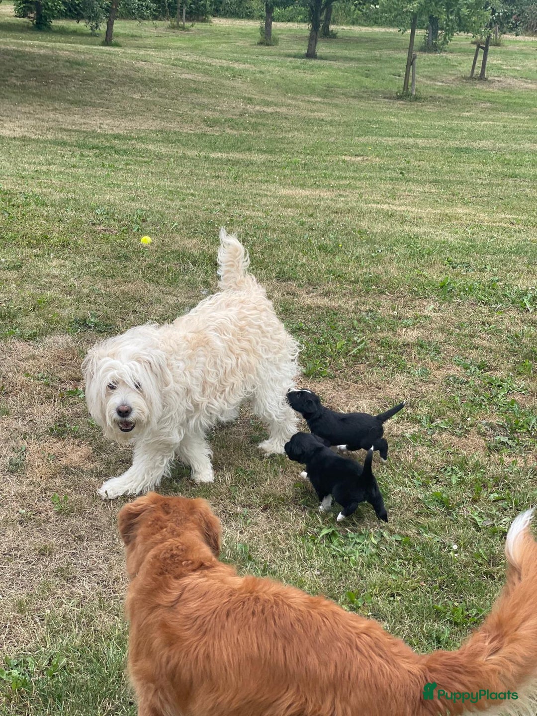 Border Collie honden te koop: Prachtige pups Border Collie/Barbado da Terceira - Afbeelding 10