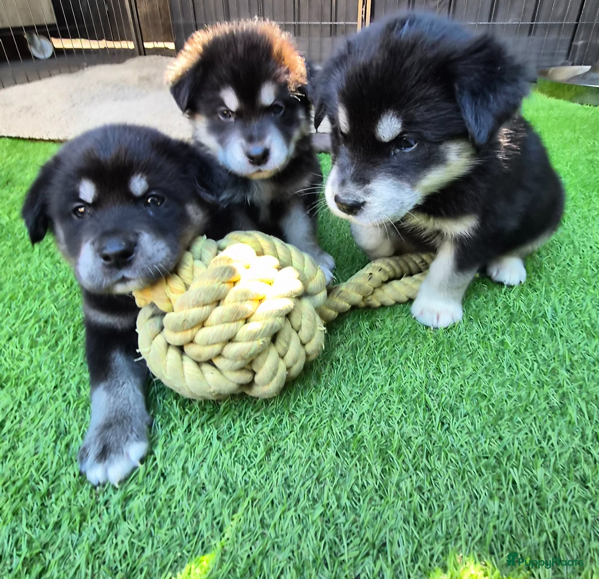 Kruising honden te koop: Labrakita pups (Labrador x Akita) Loyaal & speels - Advertentie 8