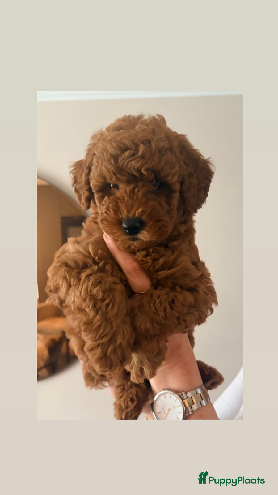 Dwergpoedel honden 🐾 2 prachtige dieprode dwergpoedel puppy’s 🐾 - Advertentie 1