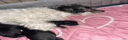 Kruising honden te koop: Kleinblijvende boompoo  - Advertentie 3