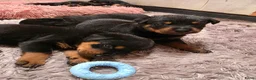 Rottweiler honden te koop: Prachtig mooie Rotweiler pups te koop! - Advertentie 13