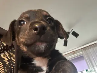 Jack Russel Terriër honden Jack Russell reu Gereserveerd! - Advertentie 1