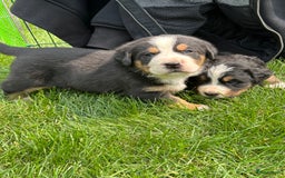 Kruising honden te koop: Berner Sennen x Zwitserse Sennen pups - Afbeelding 8