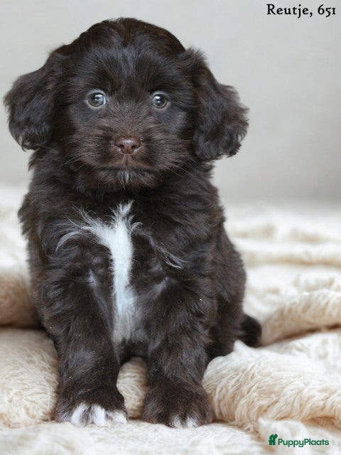 Kruising honden Knappe Mini doodle pups. - Advertentie 1