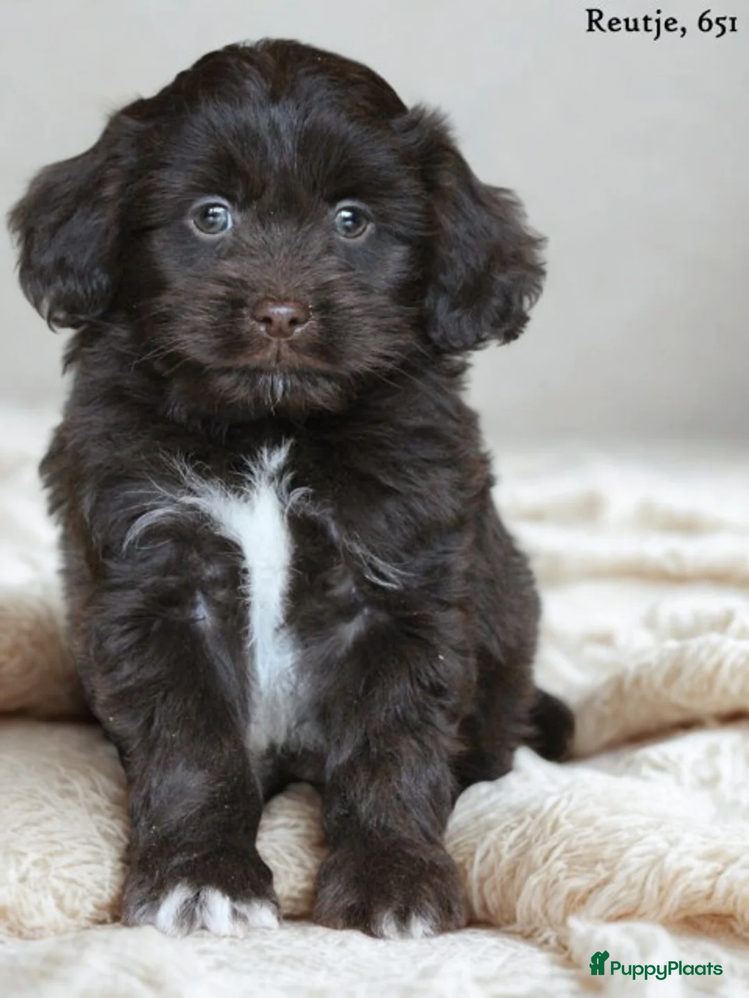 Kruising honden te koop: Knappe Mini doodle pups. - Advertentie 1