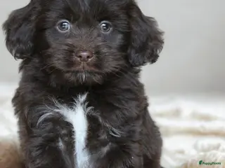 Kruising honden Knappe Mini doodle pups. - Advertentie 1