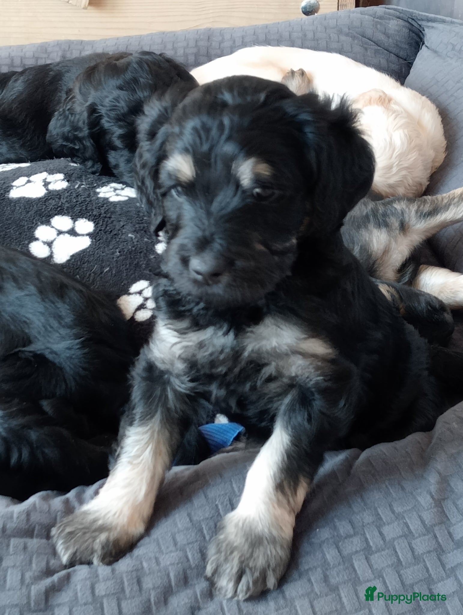 Labradoodle honden Labradoodle puppies  - Advertentie 5