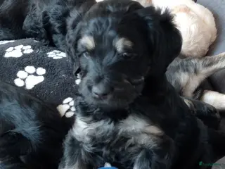 Labradoodle honden Labradoodle puppies - Advertentie 5