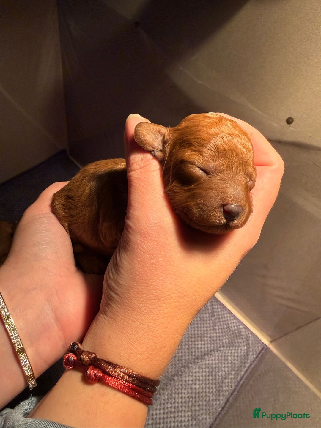 Poedel Toy honden te koop: Toy/dwerg poedel pups 🐾 - Advertentie 10