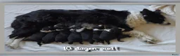 Border Collie honden te koop: Prachtige, Border Collie pups, 100% raszuiver! - Advertentie 8