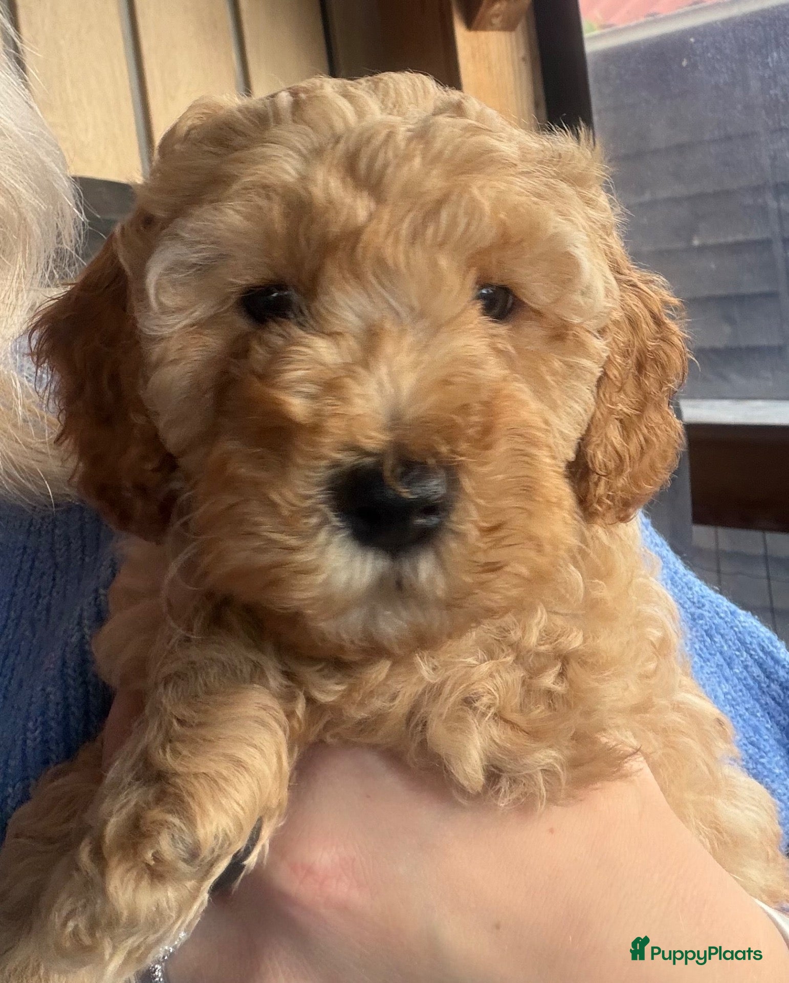 Labradoodle honden te koop: Lieve labradoodle pup zoekt een gouden mandje - Advertentie 5