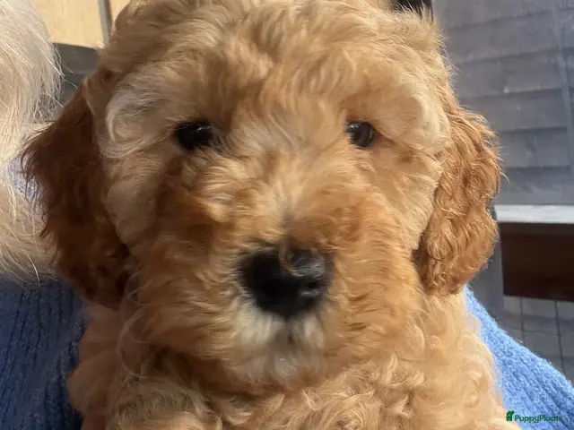 Labradoodle honden te koop: Lieve labradoodle pup zoekt een gouden mandje - Advertentie 4