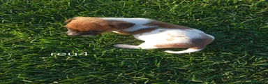 reu4