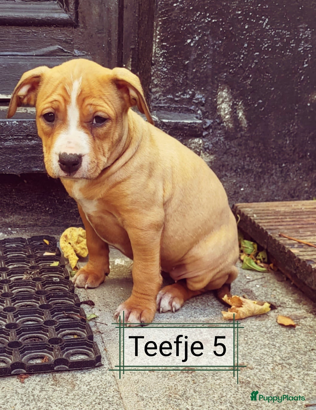 American Staffordshire Terriër honden Amerikaanse stafford pups  - Advertentie 9