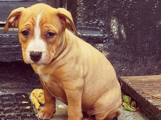 American Staffordshire Terriër honden Amerikaanse stafford pups - Advertentie 14