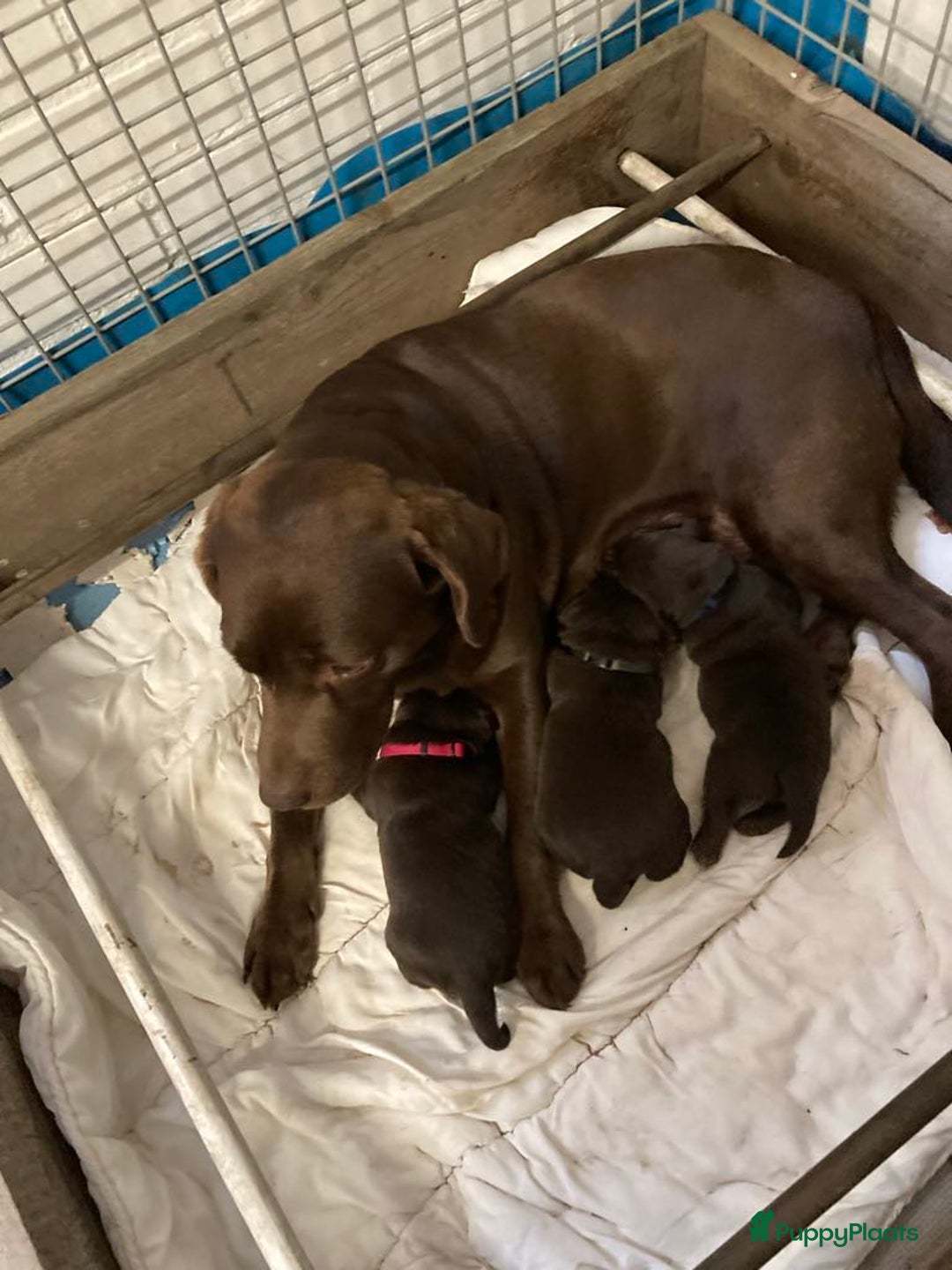 Labrador Retriever honden te koop: Heel lieve labrador  - Afbeelding 6