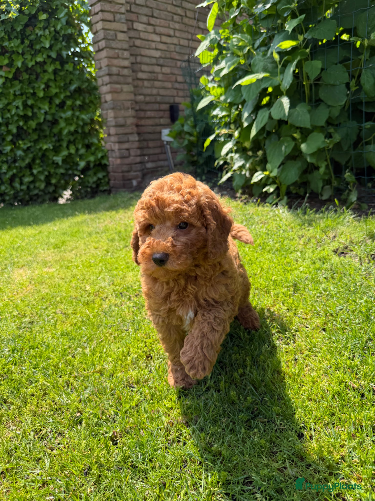 Labradoodle honden te koop: Mini Doodle (Dwergpoedel x Labradoodle) - Advertentie 3