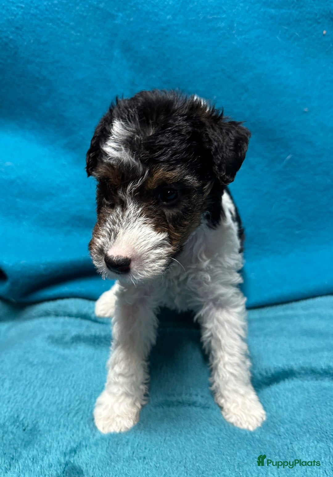 Fox Terriër Draadhaar honden te koop: Fox terrier draadhaar pups - Advertentie 8