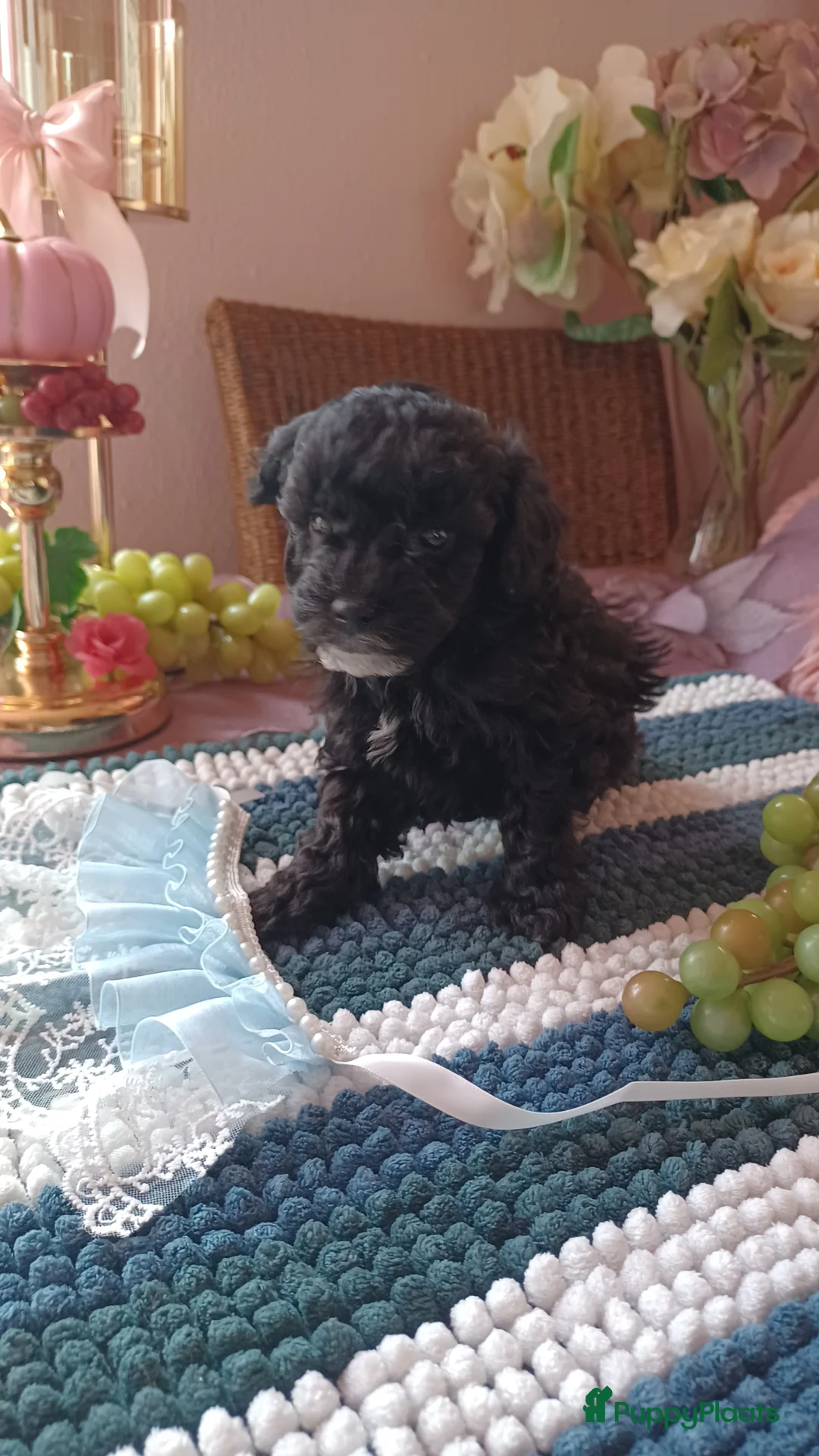 Poedel Toy honden te koop: Toy poedel reutje  - Advertentie 7