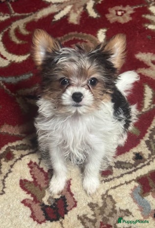 Yorkshire Terriër honden Biew Yorkshire terriër teefje geboren 19-08-2025 - Advertentie 2