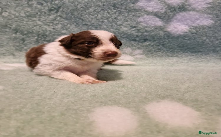 Border Collie honden - Advertentie 2