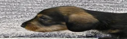 Ruwhaar Teckel honden te koop: Ruwhaar Dwerg/Kaninchen teckel pups met stamboom. - Advertentie 14