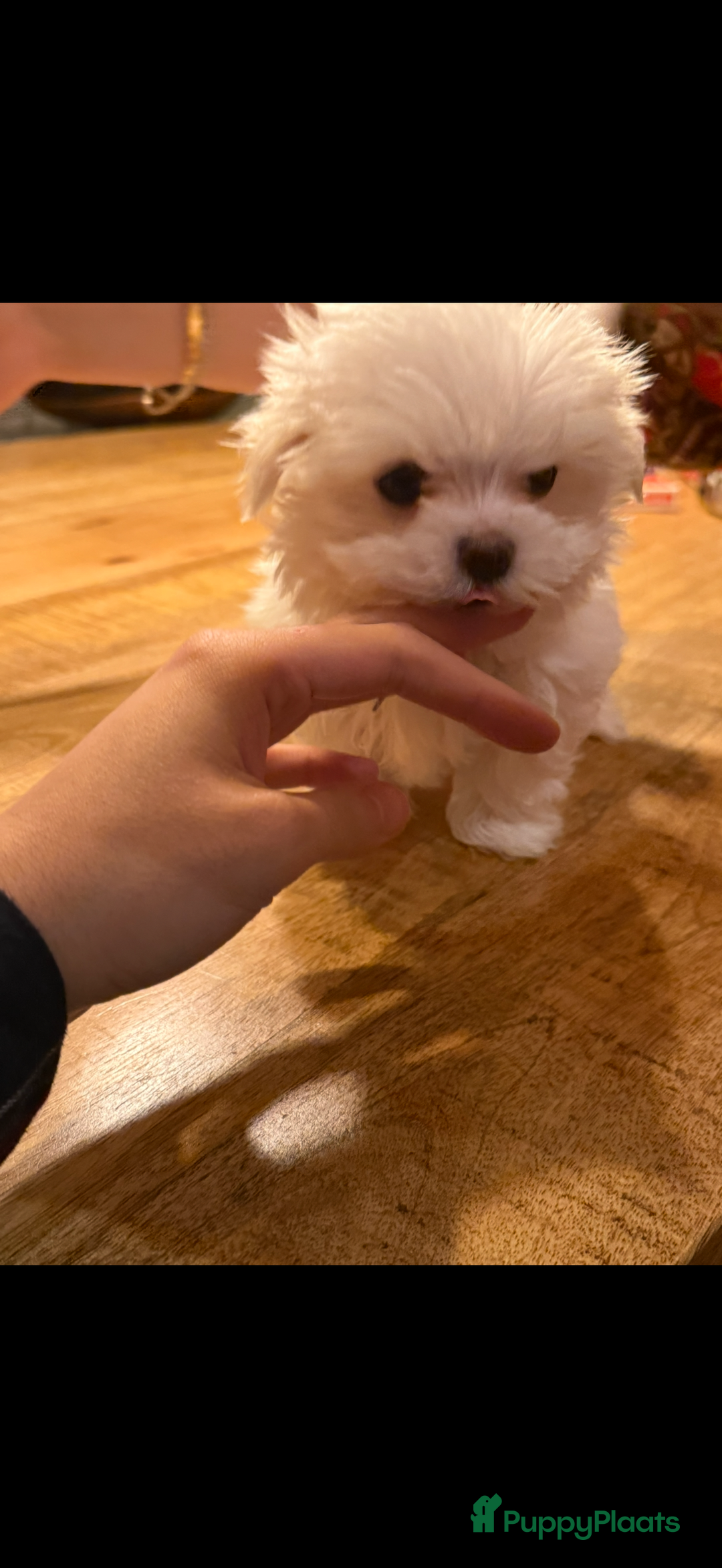 Maltezer honden te koop: Toy Maltezer pups - Advertentie 11