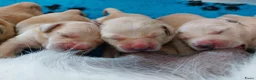 Goldador honden te koop: Prachtige Goldador pups - Advertentie 3