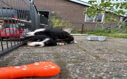 Berner Sennenhond honden te koop: Allerknapste Berner sennen pups (reutjes) in Woudenberg - Afbeelding 8