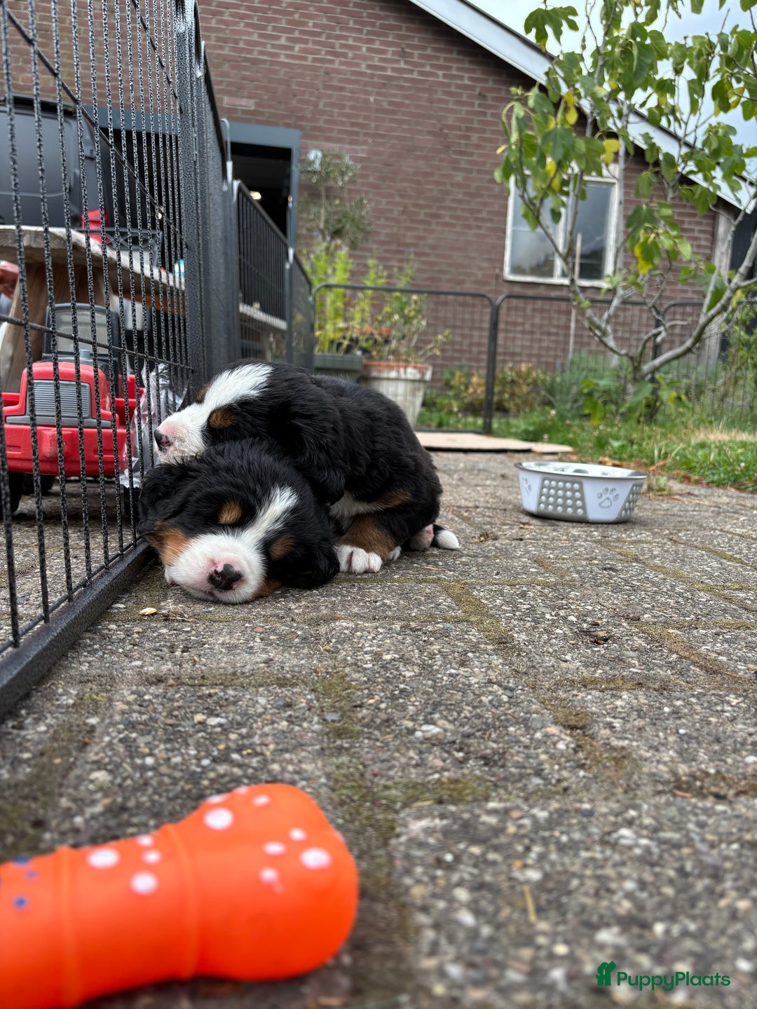 Berner Sennenhond honden te koop: Allerknapste Berner sennen pups (reutjes) in Woudenberg - Afbeelding 8
