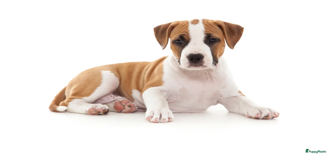 Galerij afbeelding {{count}}