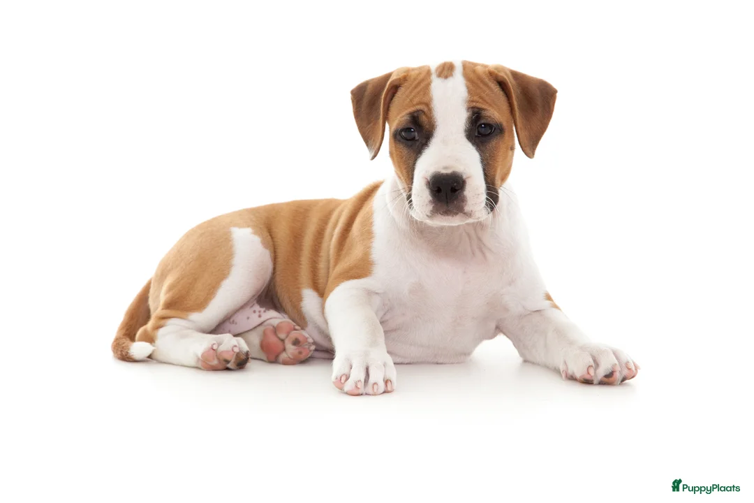 Galerij afbeelding {{count}}