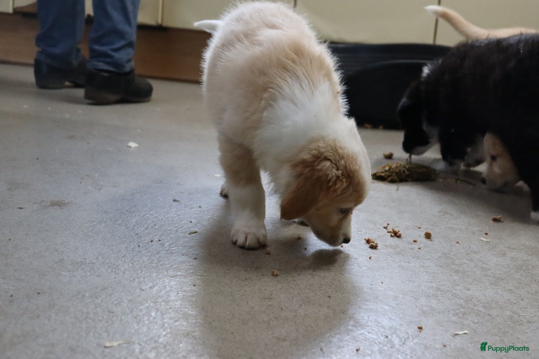 Goldador honden te koop: Super Lieve Golden Retriever pups te koop - Advertentie 9