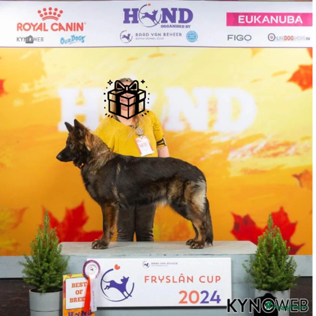 Duitse Herder honden ter adoptie: Duitse Herder Langstokhaar zoekt een nieuwe thuis  - Advertentie 9