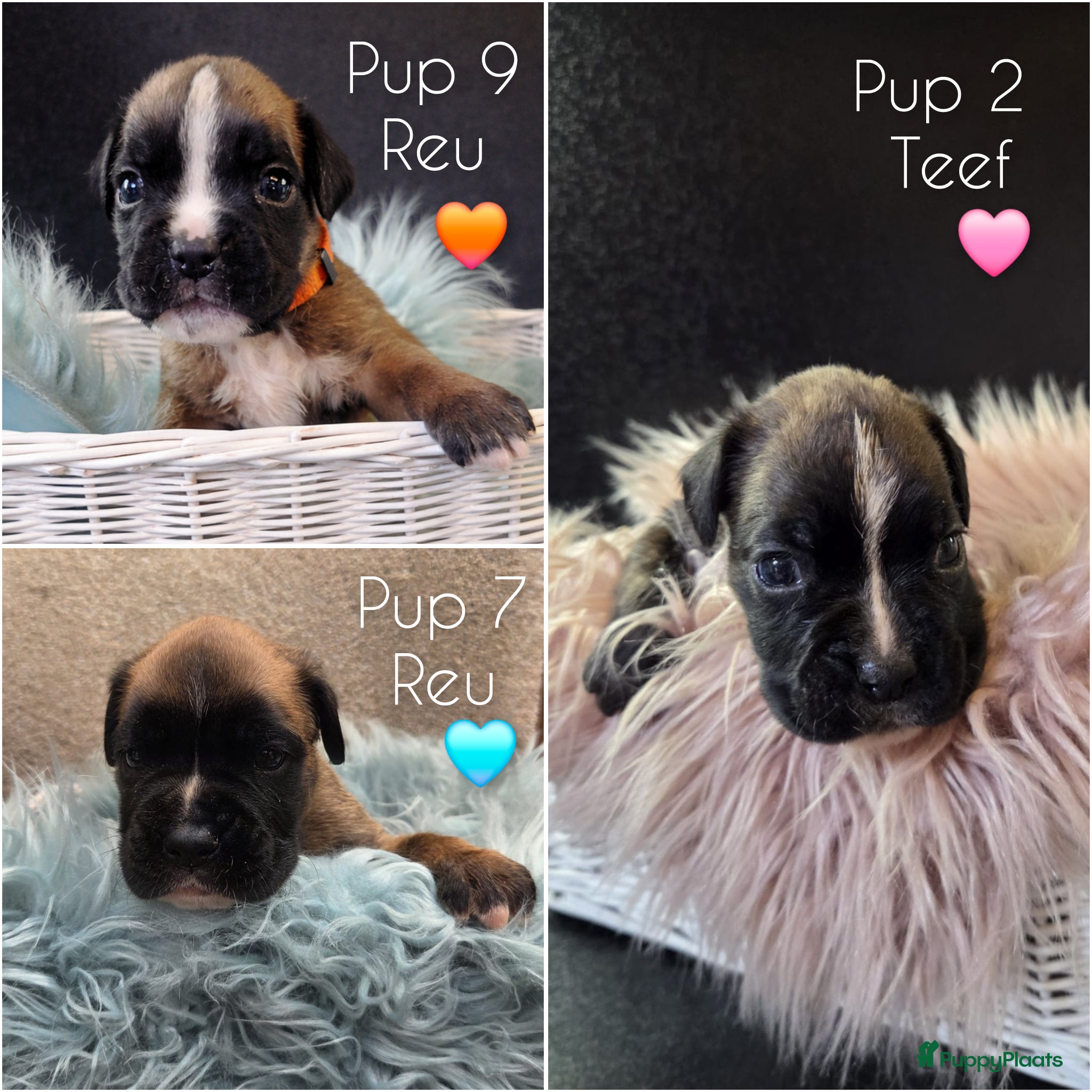 Boxer honden Lieve Rasechte Boxer Pups 🩷🩵🧡 - Advertentie 1