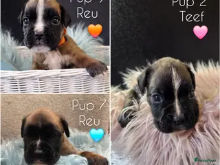 Boxer honden Lieve Rasechte Boxer Pups 🩷🩵🧡 - Advertentie 1