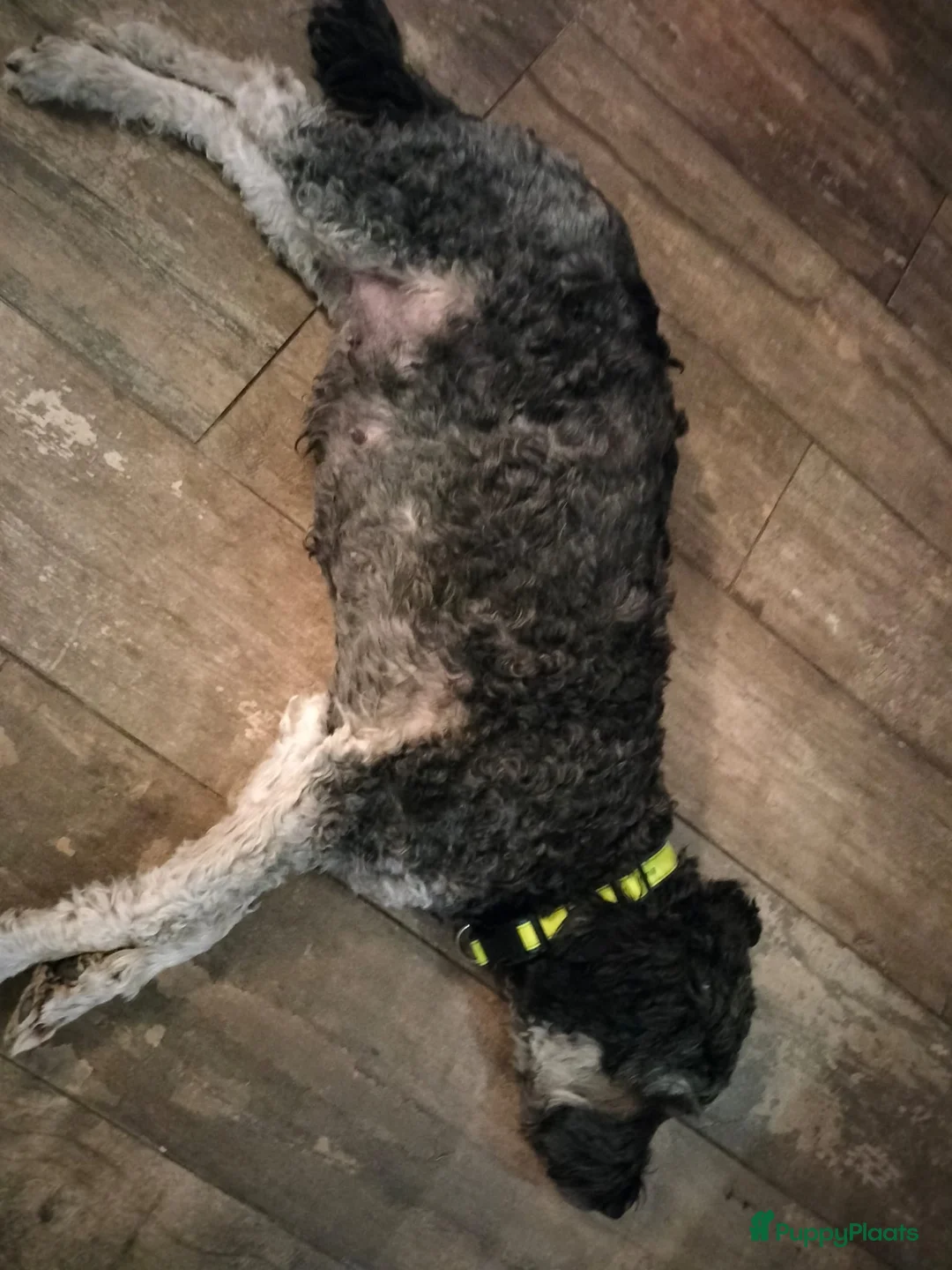 Labradoodle honden te koop: Labradoodle pups mini/medium, liggen in woonkamer in Mariahout - Advertentie 8