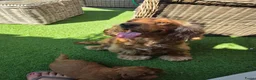 Cockapoo honden te koop: Prachtige mooie Cockapoos  - Advertentie 1
