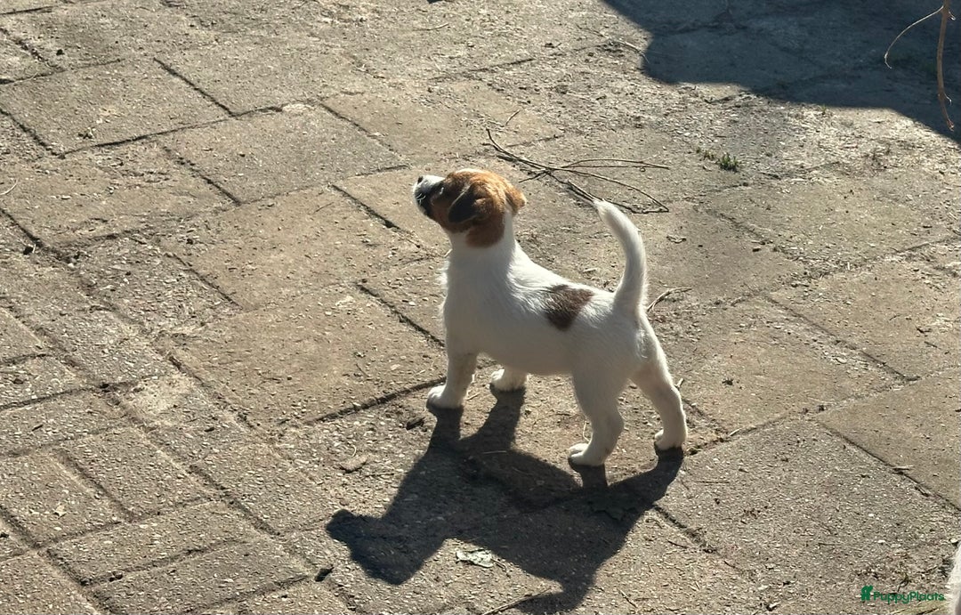 Jack Russel Terriër honden te koop: Mooi reutje van 7 maand  - Afbeelding 6