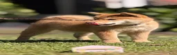 Shiba honden te koop: Shiba inu pups van top ouders - Advertentie 5