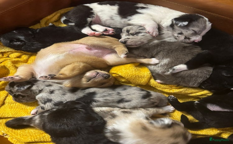 Kruising honden Picasso Puppies - Advertentie 3