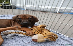 Rhodesian Ridgeback honden te koop: Super schattige Rhodesian Ridgeback pups te koop! in Sint-Michielsgestel - Afbeelding 17